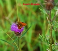 small skipper butterfly-2